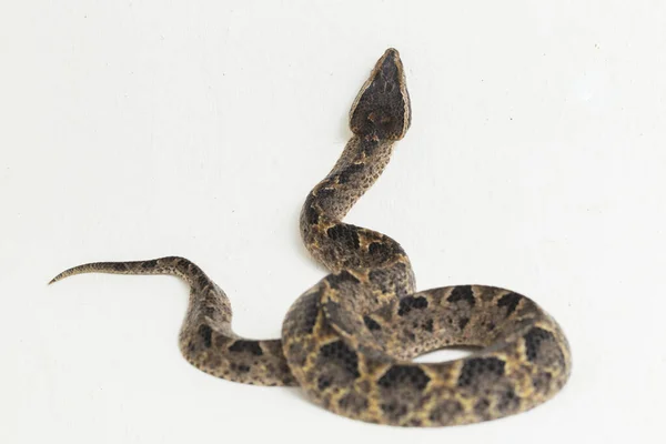 Malayan Ground Pit Viper Snake Calloselasma Rhodostoma Isolated White Background — Stock Photo, Image