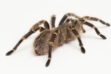 Gramostola pulchripes (altın diz Tarantura) beyaz arkaplanda.