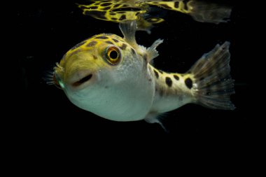 Siyah arka planda benekli yeşil kirpi balığı, tetraodon veya Dichotomyctere nigroviridis