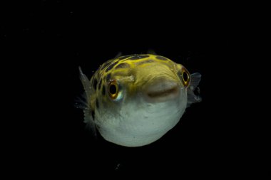 Siyah arka planda benekli yeşil kirpi balığı, tetraodon veya Dichotomyctere nigroviridis
