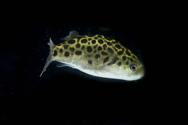 Spotted Green Pufferfish Tetraodon Dichotomyctere Nigroviridis Black Background — Stock Photo, Image