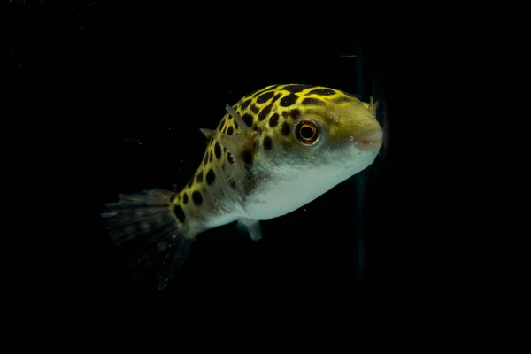 Spotted Green Pufferfish Tetraodon Dichotomyctere Nigroviridis Black Background — Stock Photo, Image