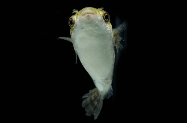 Spotted Green Pufferfish Tetraodon Dichotomyctere Nigroviridis Black Background — Stock Photo, Image