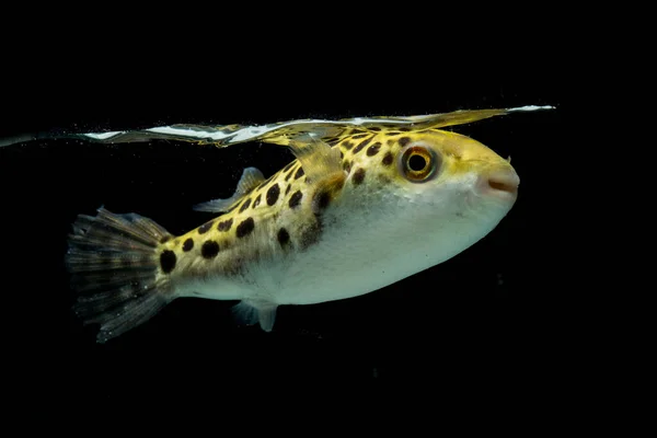 Spotted Green Pufferfish Tetraodon Dichotomyctere Nigroviridis Black Background — Stock Photo, Image