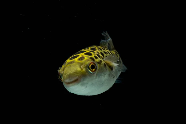 Spotted Green Pufferfish Tetraodon Dichotomyctere Nigroviridis Black Background — Stock Photo, Image