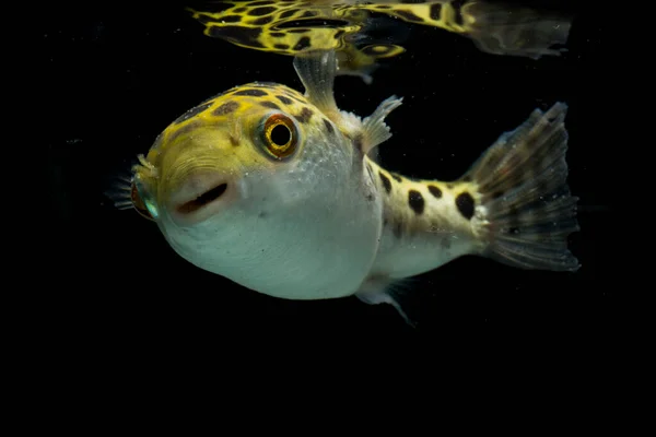 Spotted Green Pufferfish Tetraodon Dichotomyctere Nigroviridis Black Background — Stock Photo, Image