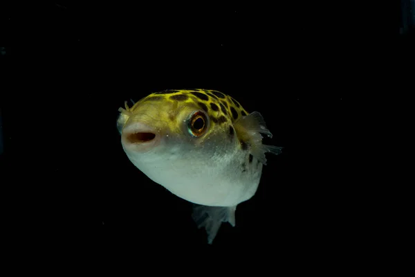 Spotted Green Pufferfish Tetraodon Dichotomyctere Nigroviridis Black Background — Stock Photo, Image