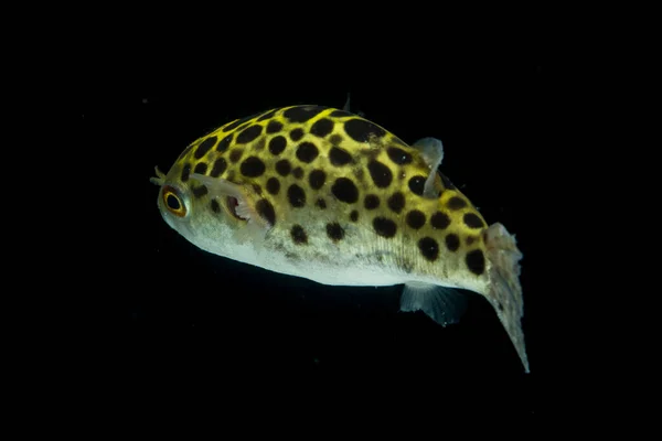 Spotted Green Pufferfish Tetraodon Dichotomyctere Nigroviridis Black Background — Stock Photo, Image