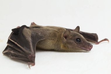  Endonezya 'nın kısa burunlu meyve yarasası Cynopterus titthaecheilus beyaz arka planda izole edildi