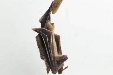  Endonezya 'nın kısa burunlu meyve yarasası Cynopterus titthaecheilus beyaz arka planda izole edildi