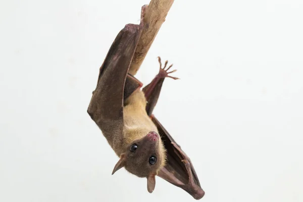 Indonesiano Dal Naso Corto Frutta Bat Cynopterus Titthaecheilus Isolato Sfondo — Foto Stock