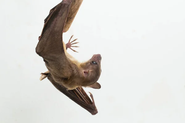 Indonesian Short Nosed Fruit Bat Cynopterus Titthaecheilus Isolated White Background — Stock Photo, Image