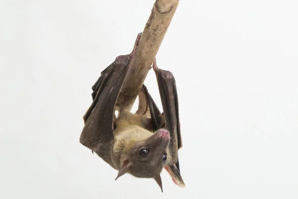 Indonesian Short Nosed Fruit Bat Cynopterus Titthaecheilus Isolated White Background — Stock Photo, Image