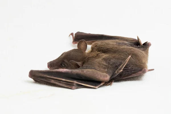 Indonesian Short Nosed Fruit Bat Cynopterus Titthaecheilus Isolated White Background — Stock Photo, Image