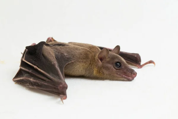 Indonesian Short Nosed Fruit Bat Cynopterus Titthaecheilus Isolated White Background — Stock Photo, Image