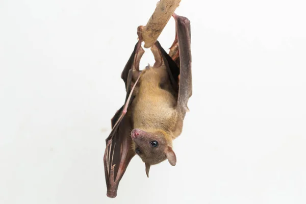 Indonesian Short Nosed Fruit Bat Cynopterus Titthaecheilus Isolated White Background — Stock Photo, Image