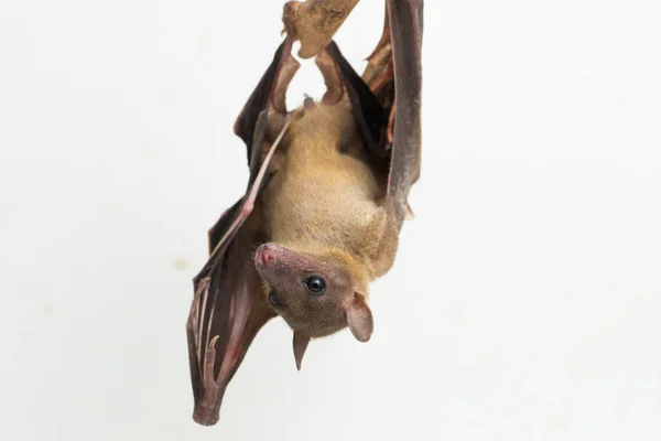 Indonesian Short Nosed Fruit Bat Cynopterus Titthaecheilus Isolated White Background — Stock Photo, Image