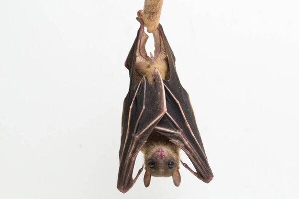  Indonesian Short-nosed Fruit Bat Cynopterus titthaecheilus isolated on white background