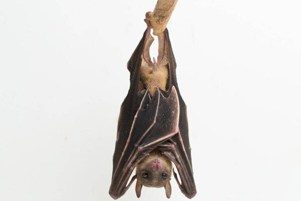  Indonesian Short-nosed Fruit Bat Cynopterus titthaecheilus isolated on white background
