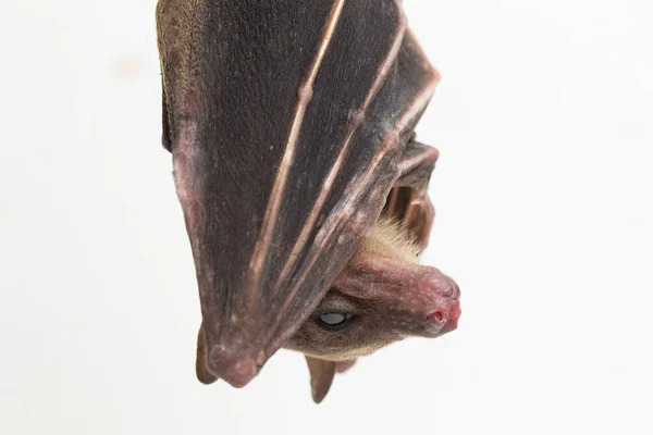 Indonesian Short Nosed Fruit Bat Cynopterus Titthaecheilus Isolated White Background — Stock Photo, Image