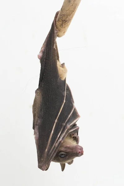 Ινδονησιακή Νυχτερίδα Cynopterus Titthaecheilus Κοντή Μύτη Που Απομονώνεται Λευκό Φόντο — Φωτογραφία Αρχείου