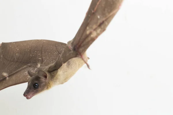 Indonesian Short Nosed Fruit Bat Cynopterus Titthaecheilus Isolated White Background — Stock Photo, Image