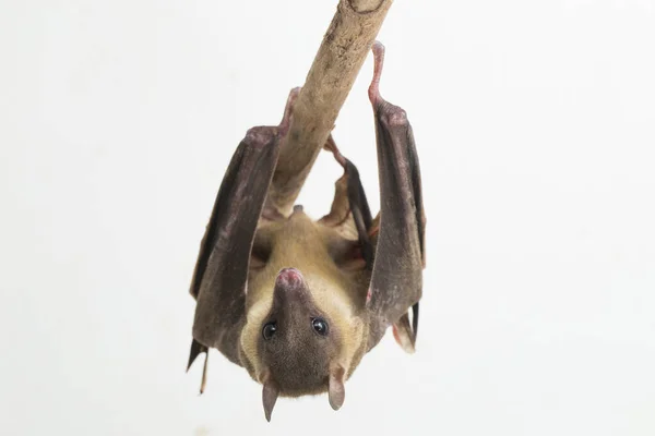 Indonesian Short Nosed Fruit Bat Cynopterus Titthaecheilus Isolated White Background — Stock Photo, Image