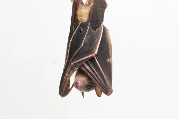 Indonesian Short Nosed Fruit Bat Cynopterus Titthaecheilus Isolated White Background — Stock Photo, Image