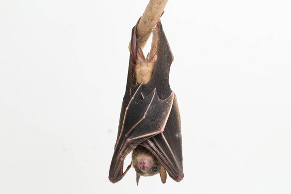  Indonesian Short-nosed Fruit Bat Cynopterus titthaecheilus isolated on white background