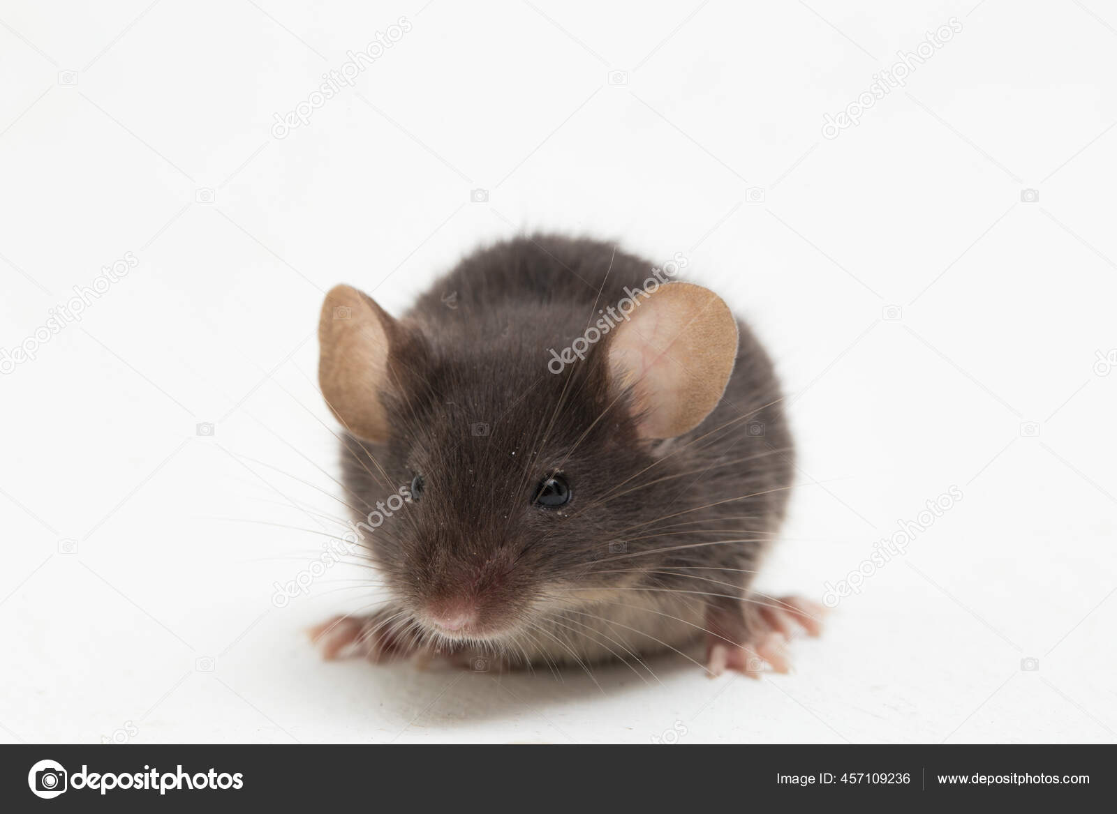 Black Gray Common House Mouse Isolated White Background — Stock Photo ...