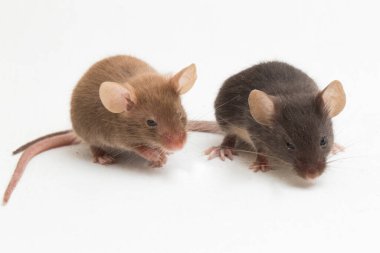 Beyaz arka planda izole edilmiş iki siyah ev faresi