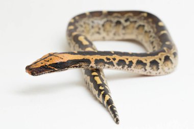 Borneo kısa kuyruklu kan pitonu yılanı (Python curtus breitensteini) beyaz arka planda izole edilmiştir..