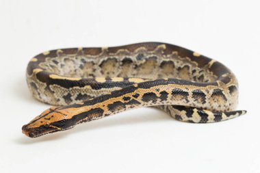 Borneo kısa kuyruklu kan pitonu yılanı (Python curtus breitensteini) beyaz arka planda izole edilmiştir..