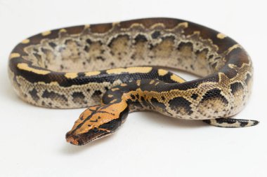 Borneo kısa kuyruklu kan pitonu yılanı (Python curtus breitensteini) beyaz arka planda izole edilmiştir..