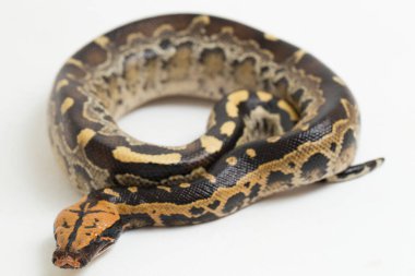 Borneo kısa kuyruklu kan pitonu yılanı (Python curtus breitensteini) beyaz arka planda izole edilmiştir..