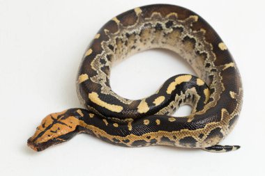 Borneo kısa kuyruklu kan pitonu yılanı (Python curtus breitensteini) beyaz arka planda izole edilmiştir..