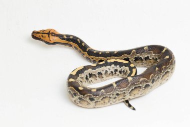 Borneo kısa kuyruklu kan pitonu yılanı (Python curtus breitensteini) beyaz arka planda izole edilmiştir..