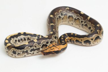 Borneo kısa kuyruklu kan pitonu yılanı (Python curtus breitensteini) beyaz arka planda izole edilmiştir..