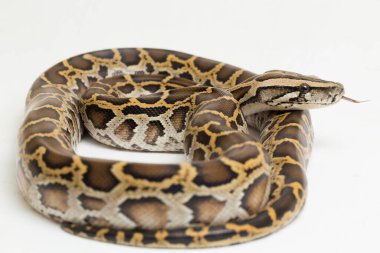 Yılan Burma Python, Python molurus bivittatus, beyaz arkaplanda izole edilmiş.