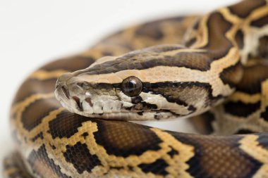 Yılan Burma Python, Python molurus bivittatus, beyaz arkaplanda izole edilmiş.