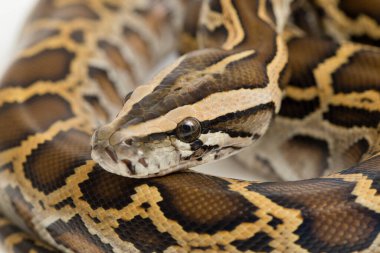 Yılan Burma Python, Python molurus bivittatus, beyaz arkaplanda izole edilmiş.