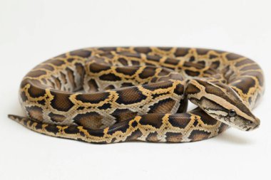 Yılan Burma Python, Python molurus bivittatus, beyaz arkaplanda izole edilmiş.