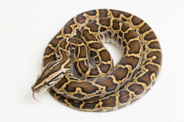 Yılan Burma Python, Python molurus bivittatus, beyaz arkaplanda izole edilmiş.
