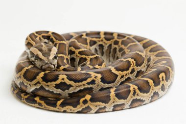 Yılan Burma Python, Python molurus bivittatus, beyaz arkaplanda izole edilmiş.