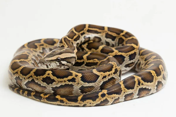 Yılan Burma Python, Python molurus bivittatus, beyaz arkaplanda izole edilmiş.