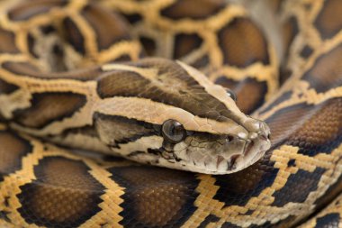 Yılan Burma Python, Python molurus bivittatus, beyaz arkaplanda izole edilmiş.