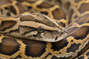 Yılan Burma Python, Python molurus bivittatus, beyaz arkaplanda izole edilmiş.