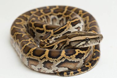 Yılan Burma Python, Python molurus bivittatus, beyaz arkaplanda izole edilmiş.