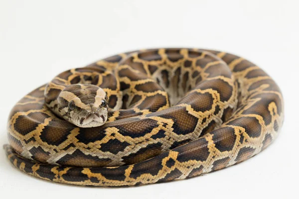 Snake Burmese Python Python Molurus Bivittatus Выделен Белом Фоне — стоковое фото