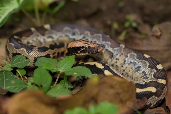 Borneo Short Tailed Blood Python Snake Python Curtus Breitensteini — Stock Photo, Image